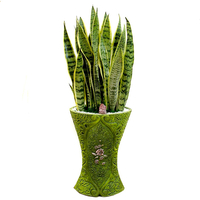 산세베리아 B형 상품이미지